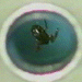 Link to Floating Frogs